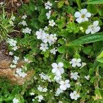 Bacopa repens Feuille