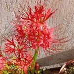 Lycoris radiata Blomst