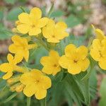 Lithospermum canescens Flower