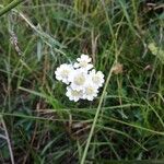 Achillea ptarmicaFlor