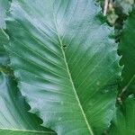 Quercus pontica Blatt