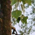 Populus deltoides Blatt