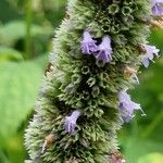 Agastache foeniculum Kvet