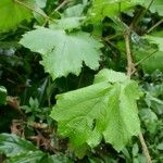 Rubus alceifolius Levél