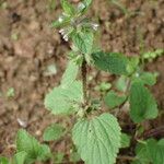 Stachys arvensis Habitus