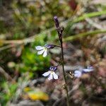 Lobelia tenera Virág