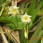 Odontadenia nitida Floare
