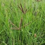 Eustachys paspaloides Žiedas