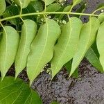 Toona ciliata पत्ता