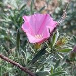 Convolvulus oleifolius Flower