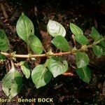 Ludwigia palustris Other