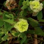 Trifolium campestre Floare