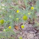 Matricaria discoidea Hábito