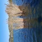 Phragmites australisBlad