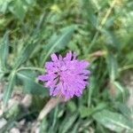 Knautia dipsacifolia Flower