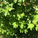 Viburnum acerifolium Blatt