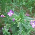 Epilobium alpestreFlower