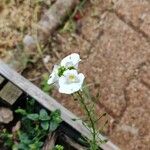 Diascia rigescensCvet