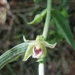 Epipactis muelleriBlomma