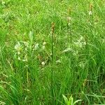 Carex tomentosa Habit