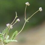 Valeriana vesicaria Habit