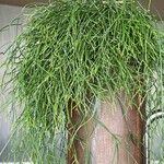 Psilotum nudum List