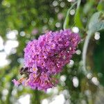 Buddleja japonica Fleur