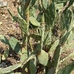 Opuntia stricta Leaf