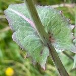 Sonchus oleraceus Folha