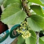 Cissus rotundifolia Blad