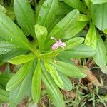 Talinum paniculatum Yaprak