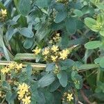 Hypericum punctatum List