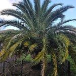 Phoenix canariensis Характер