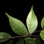 Cynometra hostmanniana Leaf