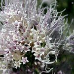 Ageratina occidentalis Flor