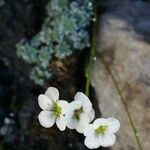 Saxifraga caesia Õis