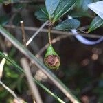 Syzygium nanum Plod