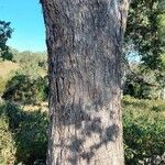 Angophora subvelutina 树皮