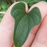 Dioscorea polystachya Hoja