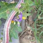 Solanum virginianum Flower