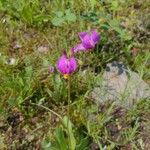 Primula pauciflora Kvet