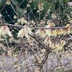 Chimonanthus praecox Цветок