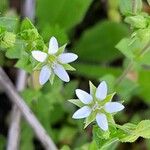 Arenaria serpyllifolia 花