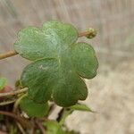 Ranunculus aquatilis ഇല