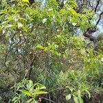 Mussaenda arcuata Habit