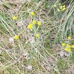 Lomatium triternatum Flower