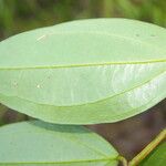 Satyria meiantha Leaf