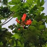 Spathodea campanulata फूल