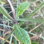 Hirschfeldia incana Leaf