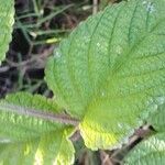 Lantana trifolia Blatt